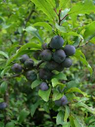 Attēlu rezultāti vaicājumam “Prunus spinosa”