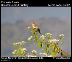 Image result for Emberiza fucata