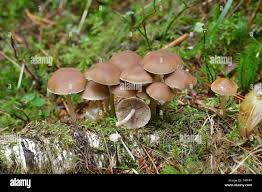 Attēlu rezultāti vaicājumam “Psathyrella sp.”