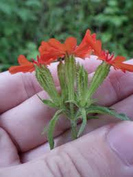 Attēlu rezultāti vaicājumam “Silene chalcedonica flower”