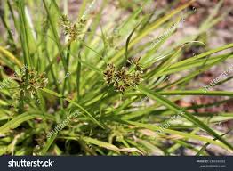 Attēlu rezultāti vaicājumam “Cyperus fuscus fruit”