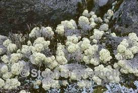 Attēlu rezultāti vaicājumam “Cladonia stellaris”