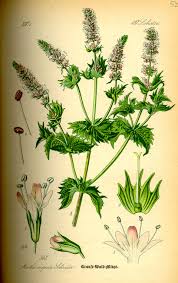 Attēlu rezultāti vaicājumam “Mentha spicata”