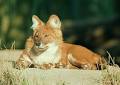 dhole pronunciation