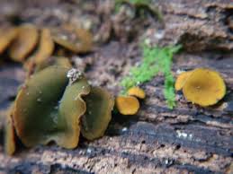 Attēlu rezultāti vaicājumam “Chlorencoelia versiformis”