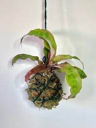 Attēlu rezultāti vaicājumam “Sphagnum platyphyllum”