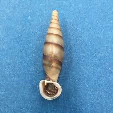 Attēlu rezultāti vaicājumam “Clausiliidae”