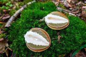 Attēlu rezultāti vaicājumam “Phallus impudicus”