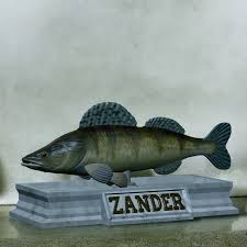 Image result for Sander lucioperca