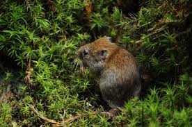 Attēlu rezultāti vaicājumam “Myodes glareolus”