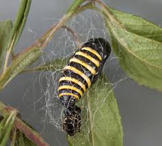 Attēlu rezultāti vaicājumam “Abraxas grossulariata larva”