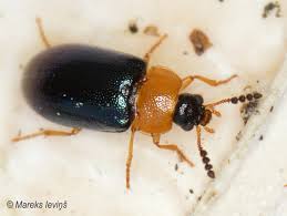 Attēlu rezultāti vaicājumam “Tetratoma ancora”