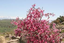 Attēlu rezultāti vaicājumam “Prunus padus var. roseiflora”