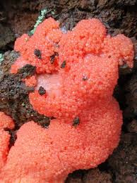 Attēlu rezultāti vaicājumam “Tubifera ferruginosa subsp. acutissima macro”