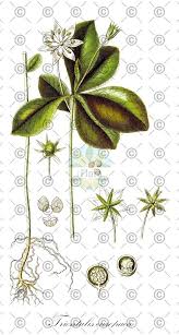 Attēlu rezultāti vaicājumam “Trientalis europaea fruit”