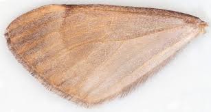 Attēlu rezultāti vaicājumam “Pennithera firmata”