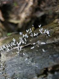 Attēlu rezultāti vaicājumam “Arcyria cinerea stalked”