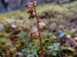 Attēlu rezultāti vaicājumam “Goodyera repens bud”