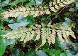 Attēlu rezultāti vaicājumam “Dryopteris expansa”