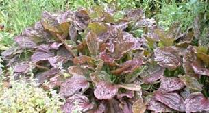 Attēlu rezultāti vaicājumam “Plantago uniflora leaf”