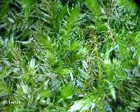 Attēlu rezultāti vaicājumam “Brachythecium rutabulum sporophyte”