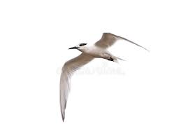 Attēlu rezultāti vaicājumam “Sterna sandvicensis”