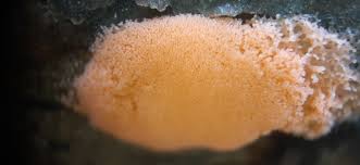 Attēlu rezultāti vaicājumam “Dictydiaethalium plumbeum macro”