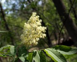 Attēlu rezultāti vaicājumam “Sambucus racemosa flower”