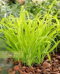 Attēlu rezultāti vaicājumam “Milium effusum”