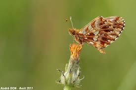 Attēlu rezultāti vaicājumam “Clossiana selene upperside”