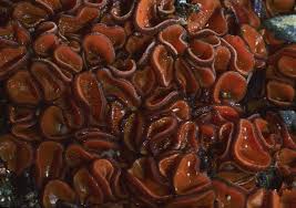 Attēlu rezultāti vaicājumam “Melastiza chateri”