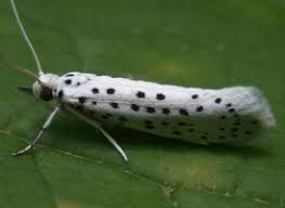 Attēlu rezultāti vaicājumam “Yponomeutidae”