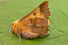 Attēlu rezultāti vaicājumam “Ennomos autumnaria”