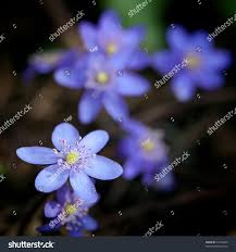 Attēlu rezultāti vaicājumam “Hepatica nobilis flower”