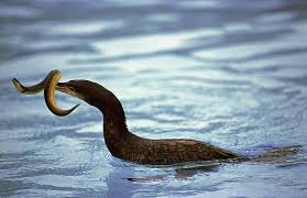 Image result for Phalacrocorax carbo