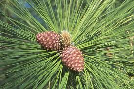 Attēlu rezultāti vaicājumam “Pinus ponderosa”