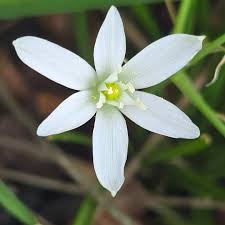 Attēlu rezultāti vaicājumam “Ornithogalum umbellatum flower”
