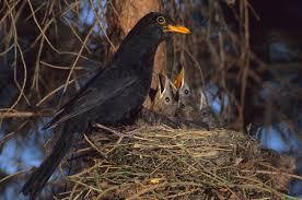 Attēlu rezultāti vaicājumam “Turdus merula nest”