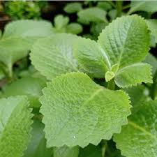Image result for Oregano