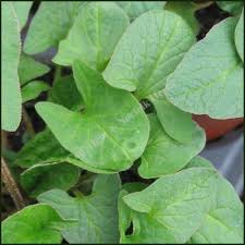 Attēlu rezultāti vaicājumam “Chenopodium bonus-henricus leaf”