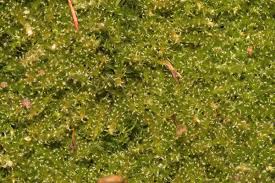 Attēlu rezultāti vaicājumam “Campylophyllum sommerfeltii”