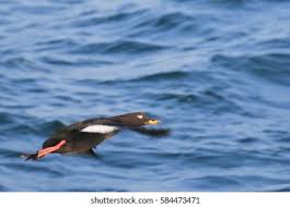 Attēlu rezultāti vaicājumam “Melanitta fusca male”