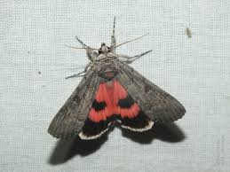 Attēlu rezultāti vaicājumam “Catocala pacta”