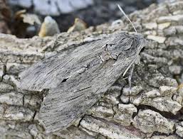 Attēlu rezultāti vaicājumam “Agrius convolvuli”