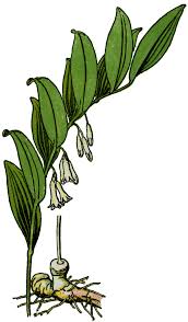Attēlu rezultāti vaicājumam “Polygonatum multiflorum  flower”