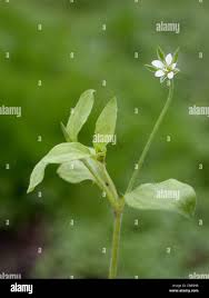 Attēlu rezultāti vaicājumam “Moehringia trinervia flower”
