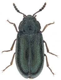 Attēlu rezultāti vaicājumam “Tetratoma fungorum”