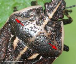 Attēlu rezultāti vaicājumam “Jalla dumosa”