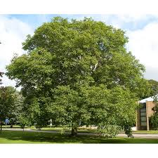 Attēlu rezultāti vaicājumam “Juglans regia”