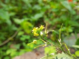 Attēlu rezultāti vaicājumam “Rorippa palustris flower”